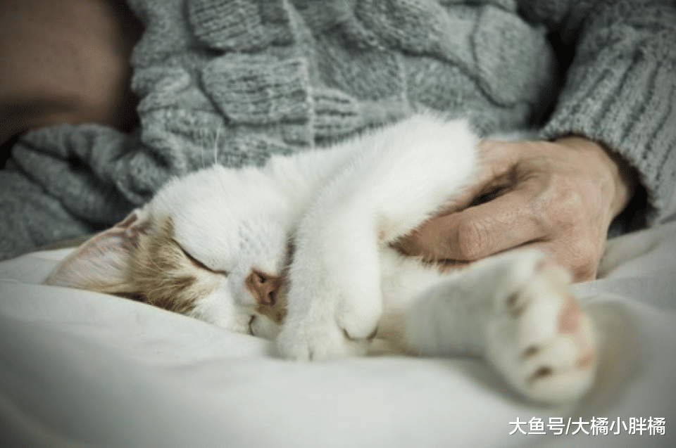 和猫一起睡觉的人会有这5种“幸福感”，一旦体会过，就很难拒绝