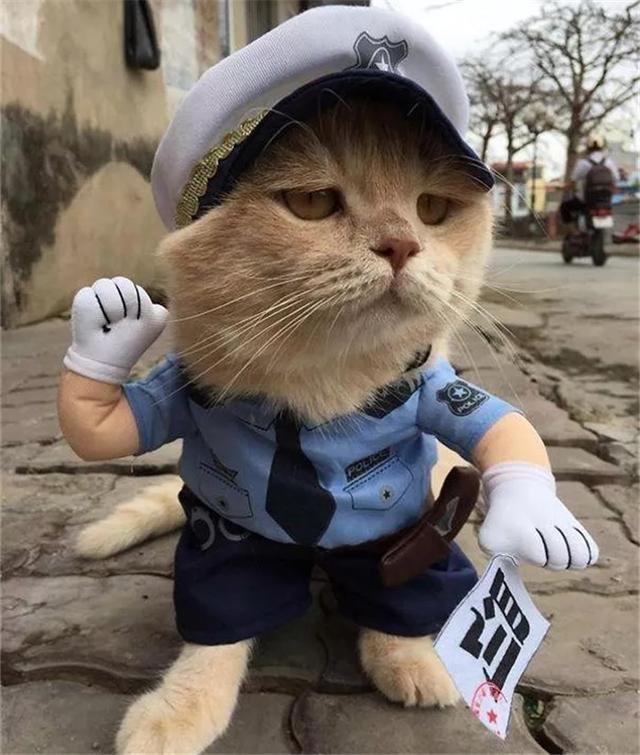 橘猫每日在菜场巡视，因酷爱换装喜成猫界巨星，靠喵颜值来卖鱼！