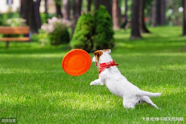 铲屎官别犯这些错误，就能让狗狗多活个两三年，陪你走更长的路
