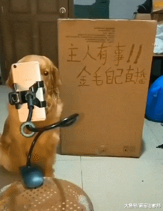 网友让金毛帮自己直播，它紧张的一动也不敢动：我该说点啥呢？