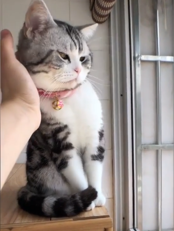 这只猫也太好盘了，主动往手上靠，这种猫能不能给我来一打！