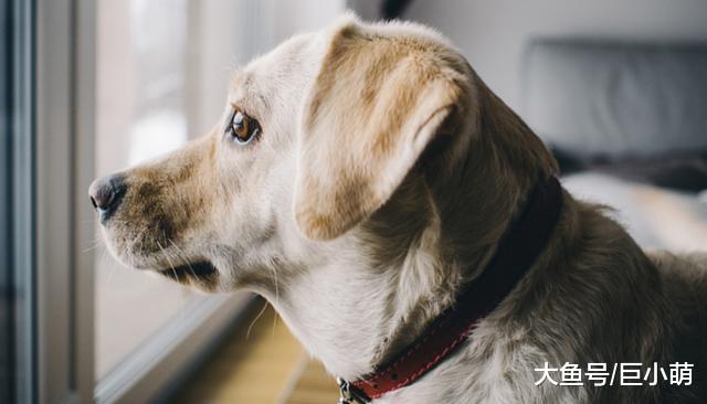 狗狗太爱我了，我一走就挠门哀嚎，该拿什么拯救狗狗的分离焦虑？