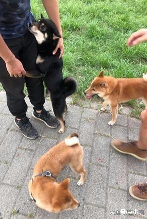 柴柴看见朋友十分兴奋，用屁股怼其他狗狗，却吓到别人家黑柴