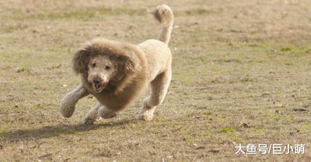 夏天给狗狗全剃光，不仅丑还容易得皮肤病，但总有主人带狗剃毛