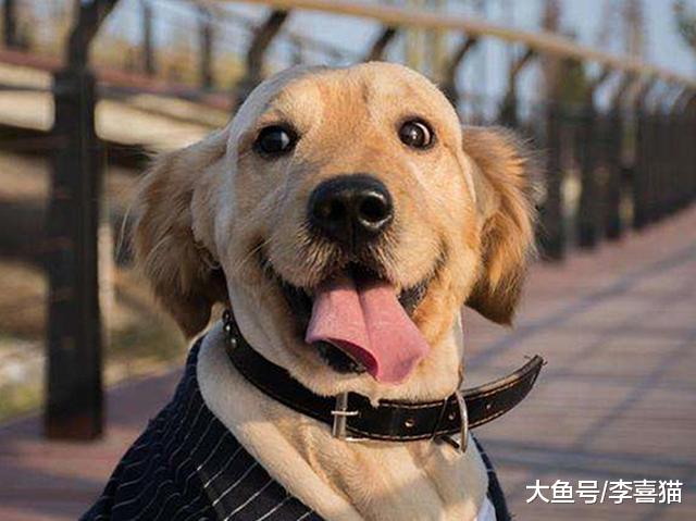 狗狗不听话且爱闹腾？铲屎官需从爱犬行为中分辨，是否为讨债狗