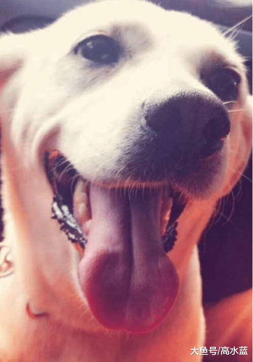 8年的朝夕相处，谢谢你带来的欢乐，今你离去，此生不再养狗