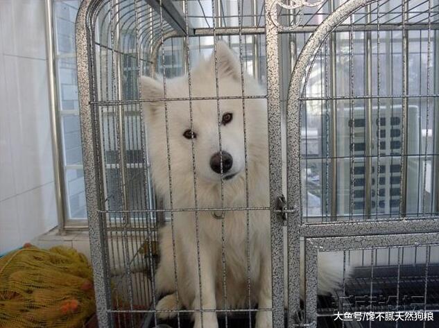 你知道吗？只要你做好这几点，狗狗身体的“臭”轻松解决！