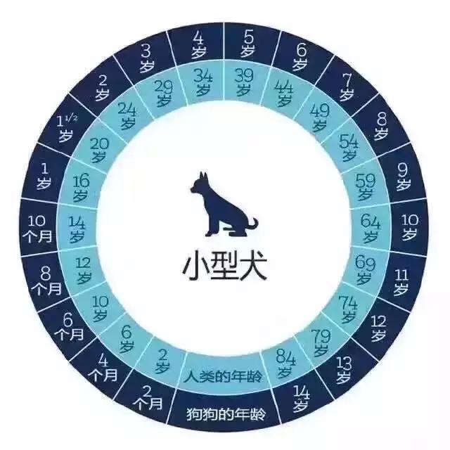 如何判断泰迪犬老了没？狗年龄的对照表，你家狗狗多大了呢？