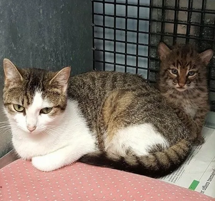刚出生的小山猫没了妈妈，却被流浪猫抚养长大，未生而养百世难还