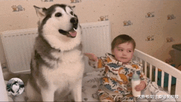 二哈突然不见了，结果却在婴儿床找到，明白原因后有点扎心