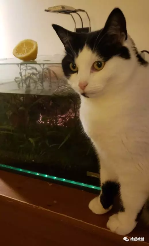 猫咪喜欢爬上鱼缸干坏事，主人想了个办法彻底把猫给难住了