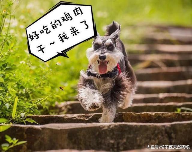 细解狗狗“咬人”的原因, 不想给狗咬, 劝你牢记这几点!