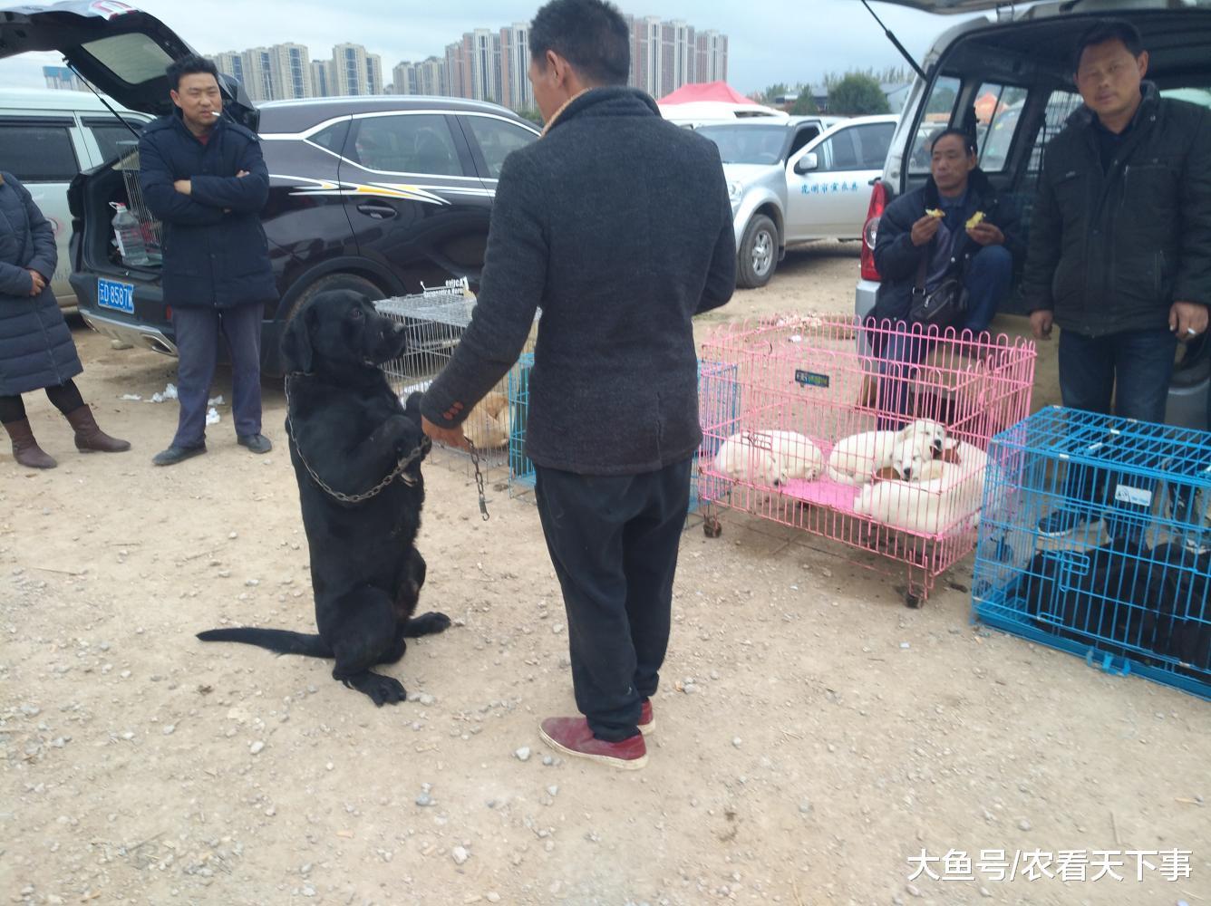 一只训练有素的黑色拉布拉多犬, 商贩喊价1800元出售!