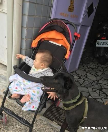 黑汪化身萌弟的专属保镖！每走2步坚持贴身护送黏紧紧