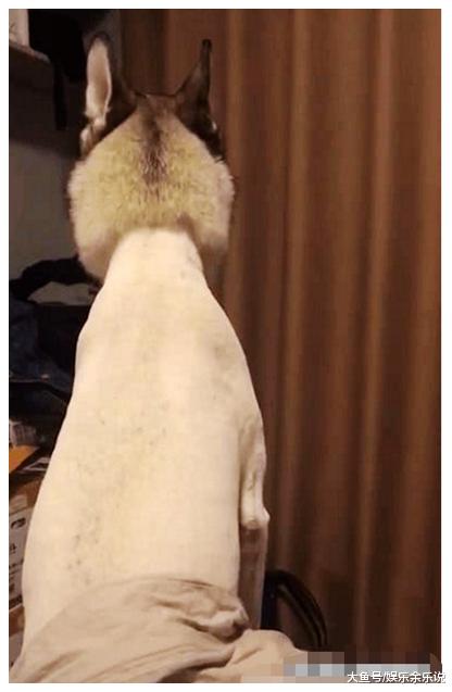 女子工作忙，让男友带二哈去剪毛，下班回去一看，肠子都悔青了