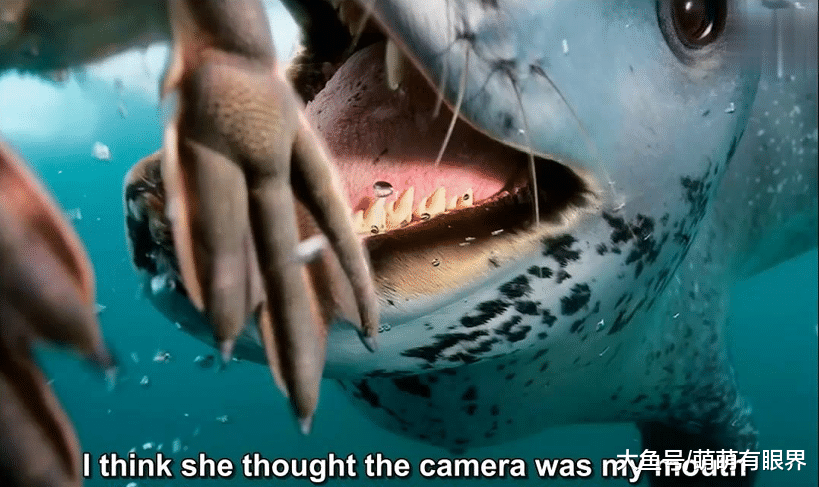 摄影师在南极洲遇到一只热心肠海豹，海豹把他当成废材，天天给他喂吃的……