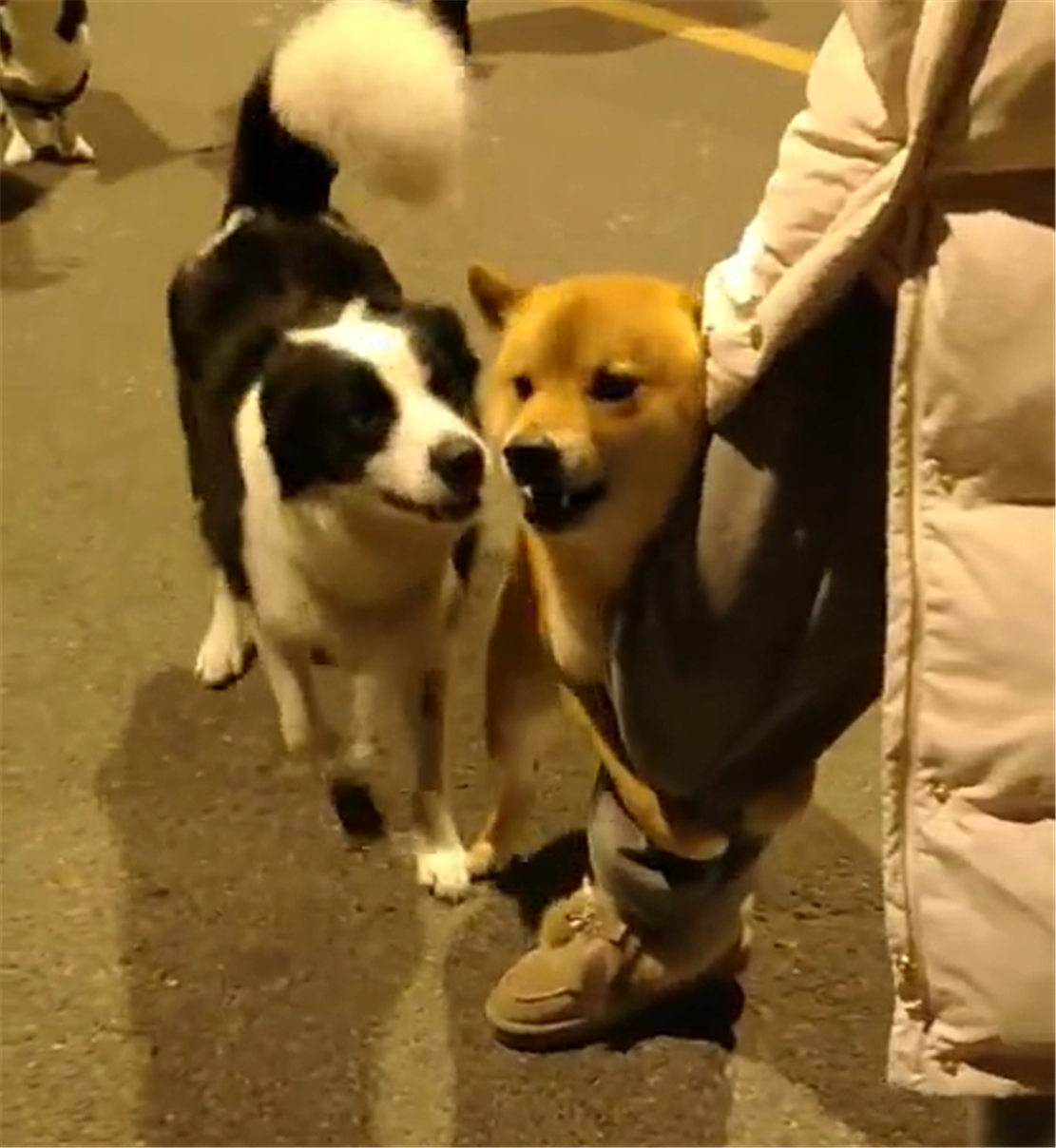 柴犬跟边牧吵架，抱着主人的大腿叫嚣，柴犬：气势不能输……