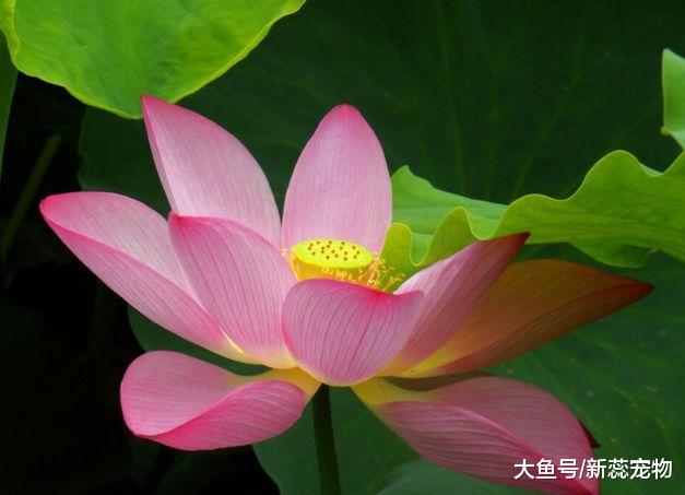 9月过后，财运亨通，富甲一方赚大钱的生肖