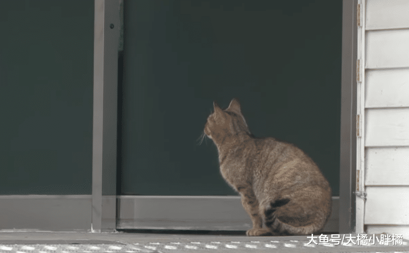 流浪猫每天蹲在店前讨食，除了烤肉啥都不要，小猫们真是被宠坏了