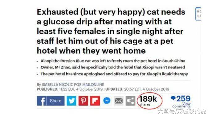 一只上了英国报纸的中国猫