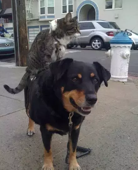 为什么我觉得猫是很恐怖的动物呢？