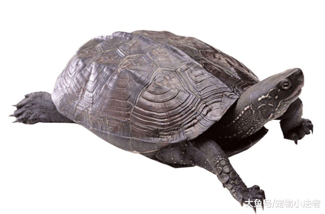 日本網友太餓想吃煎蛋，竟打起烏龜蛋主意，但是沒煎多久就后悔了