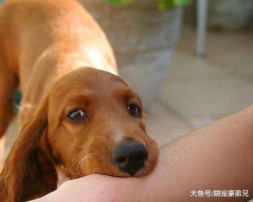 将小鸡放金毛鼻子上，正担心小鸡命不久矣，接下来的事让人咋舌