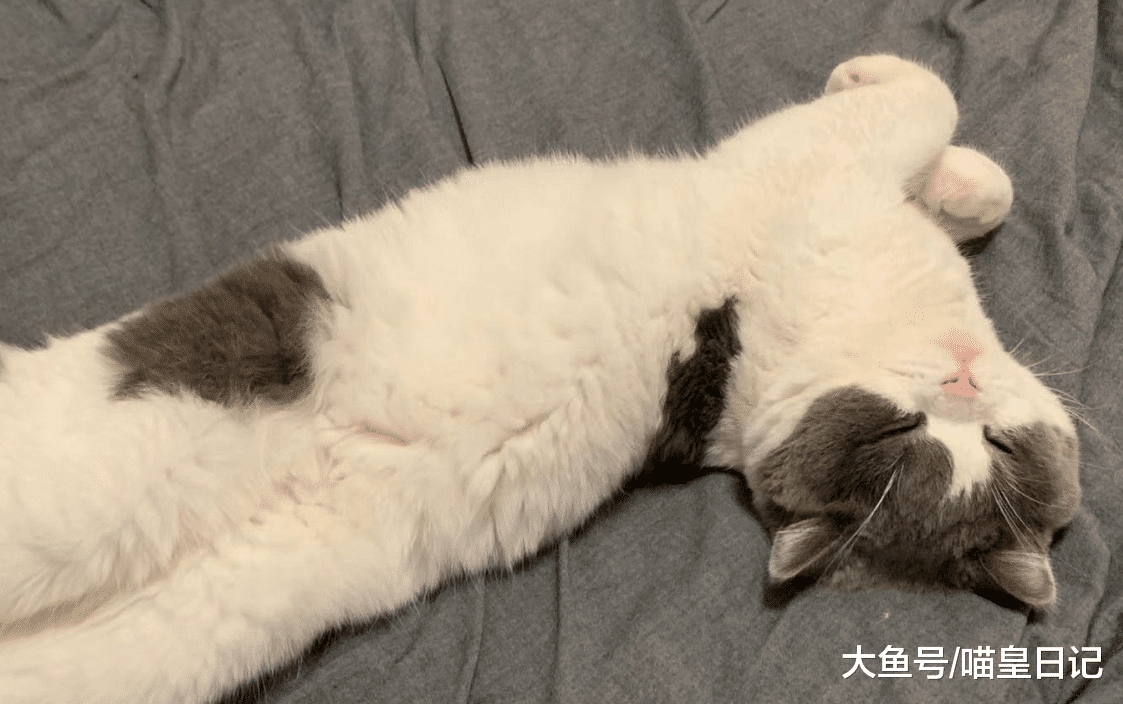 猫咪避暑只需要空调？由内而外的散热，才是主子们最舒服的方式