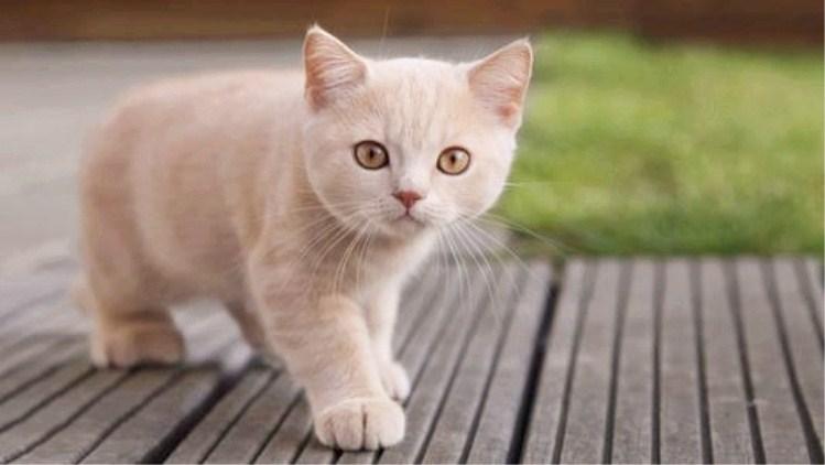 你难过的时候, 被猫咪安慰过吗