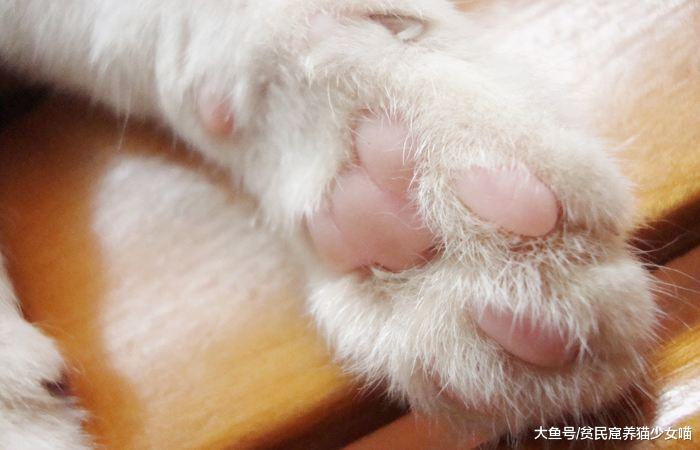 上帝觉得猫奴的生活不够甜，于是召唤出了猫爪，萌控福利