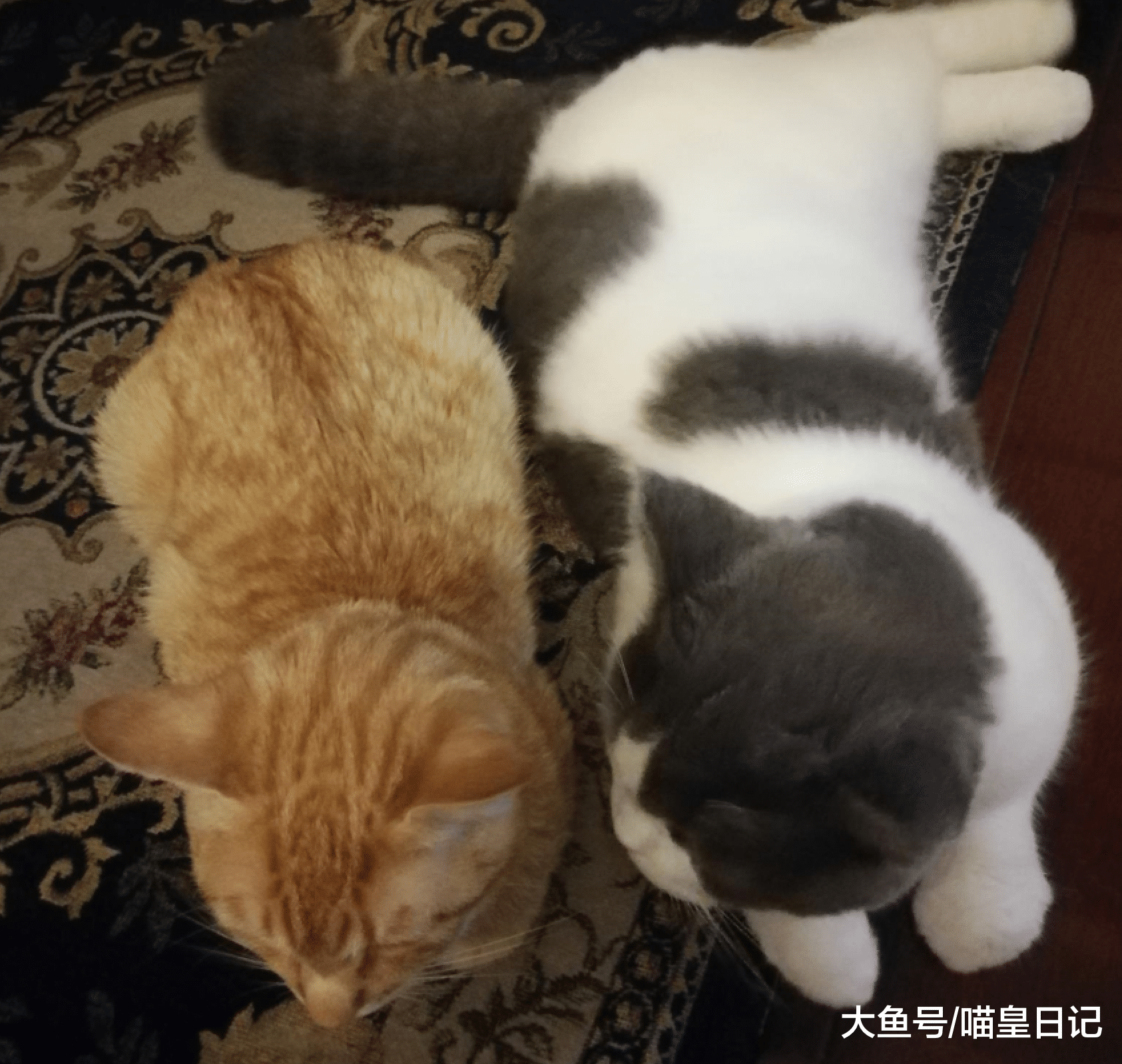 多猫家庭需要注意这四件事，给每只喵星人独立的空间才是正确的