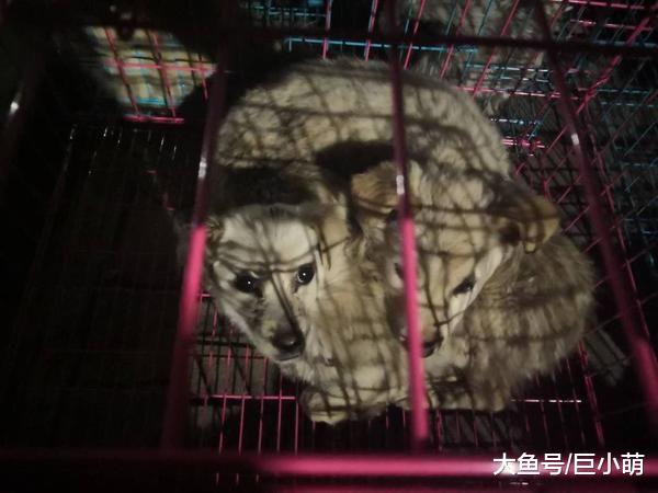 上海举办世界犬展，当地却40元卖狗肉，被人质疑这也能开狗展？