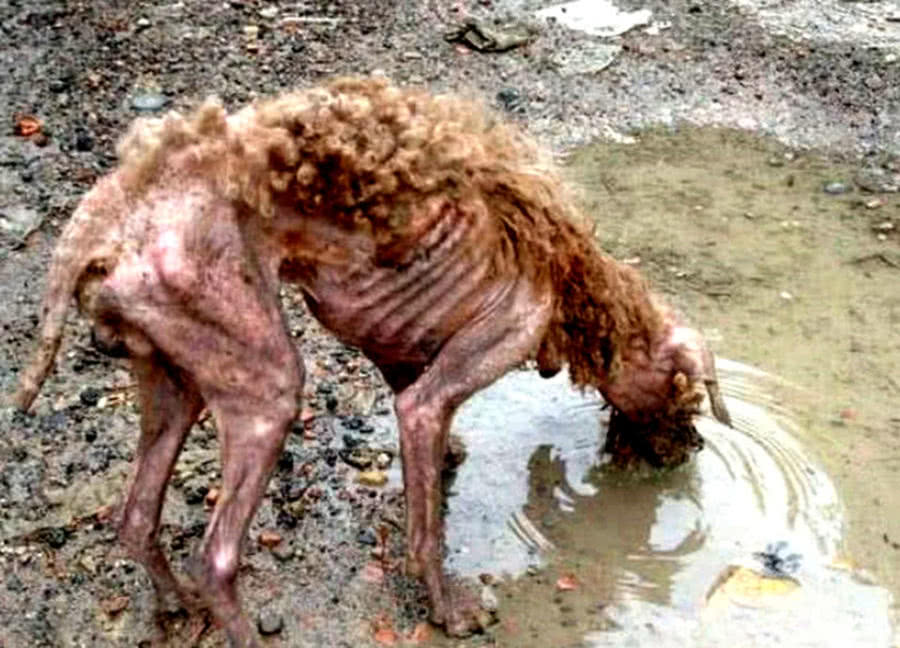 野外看到一只禿毛狗，渾身上下只剩下副骨架，收養一年后變化逆天