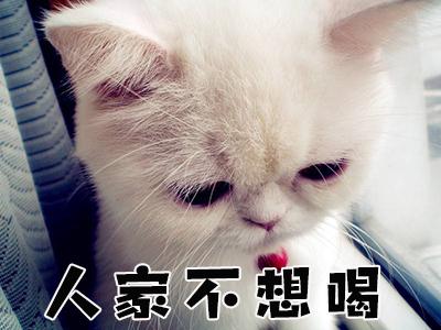 貓咪因為“高冷”才不愛喝水？你們都猜錯啦！