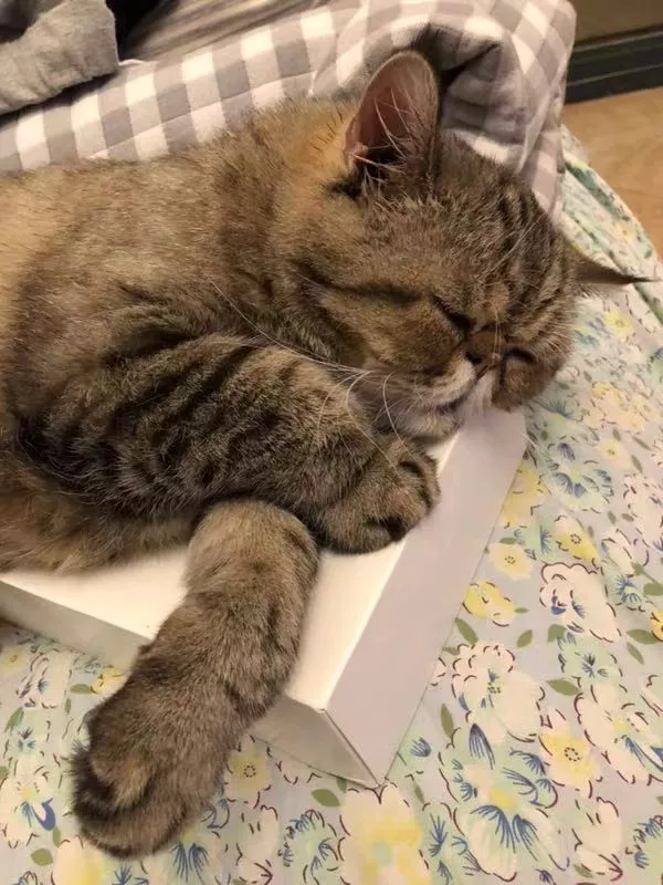 橘猫大摇大摆躺在车顶，对车主一屑不顾，还霸占车子打了大哈欠