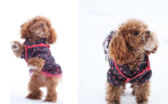 冬季泰迪狗狗感冒怎么办? 兽医支招, 不用跑医院, 在家轻松治疗