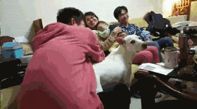 主人想抱下别人家的娃, 狗子半路拦下