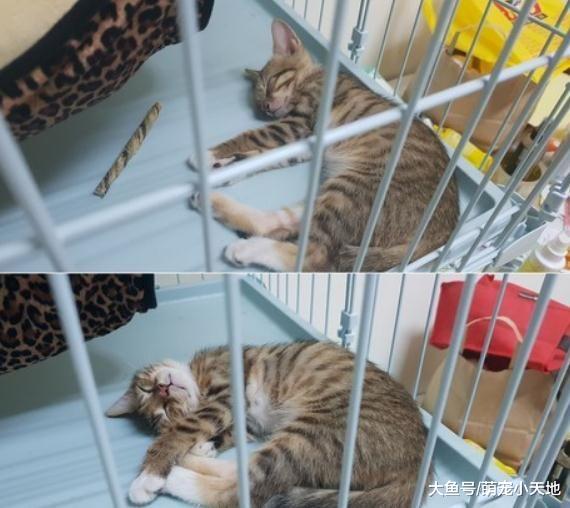 睡觉被吵醒，奶喵扯开嗓狂叫抱怨，最后1秒突然断电甜入眠