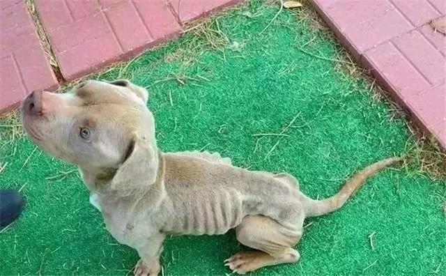 比特犬被關鐵籠導致暴瘦，好心人將其救下后，狗狗微笑面對新生！