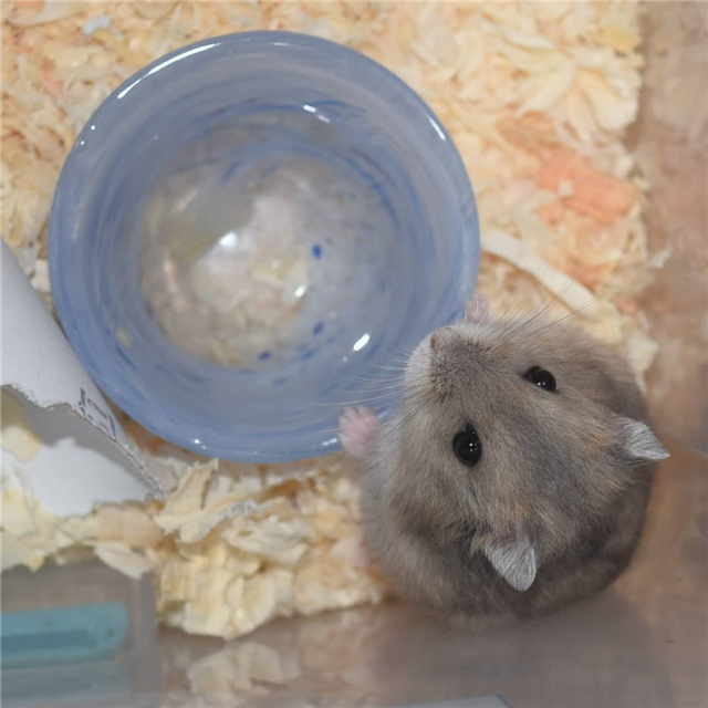 仓鼠并非不想剪指甲，只要主人操作规范，鼠鼠就不会闹脾气了