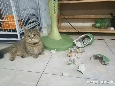 藏了一个月的私房钱被俩猫发现了, 怎么跟媳妇解释?