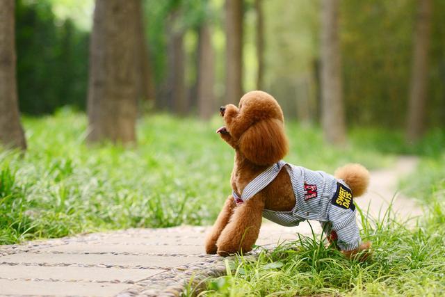 泰迪犬受寵主要因為“5個”點，很多鏟屎官都是被最后一點搞定的