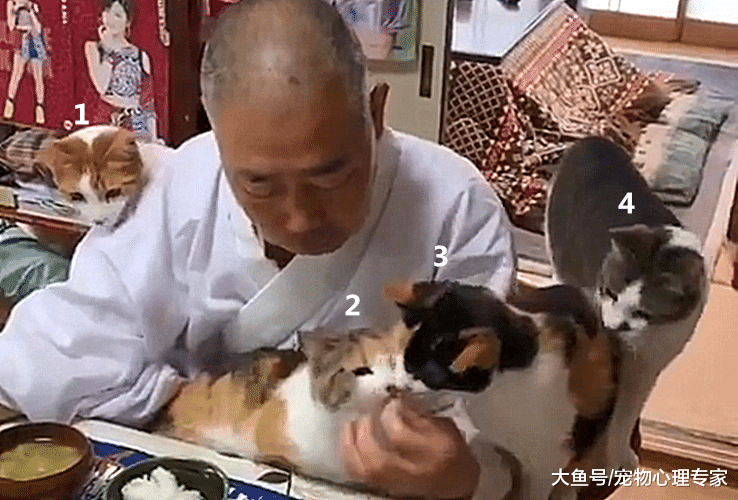 日本住持养猫走红，面前有秋刀鱼都不碰：都是佛法熏陶的好
