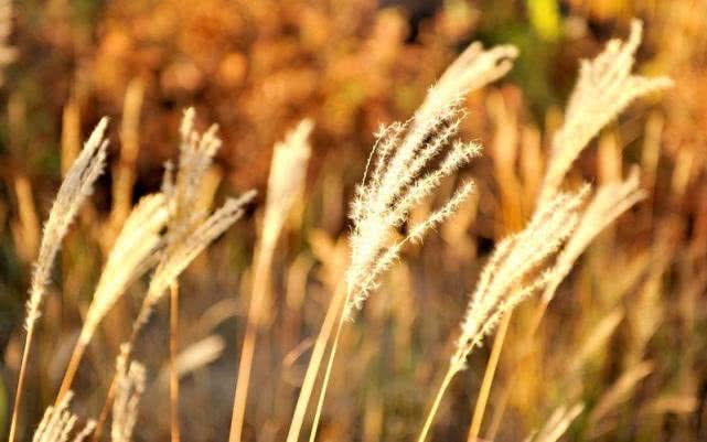 不要再看不起野草了！價值高，功效多，快快珍藏吧