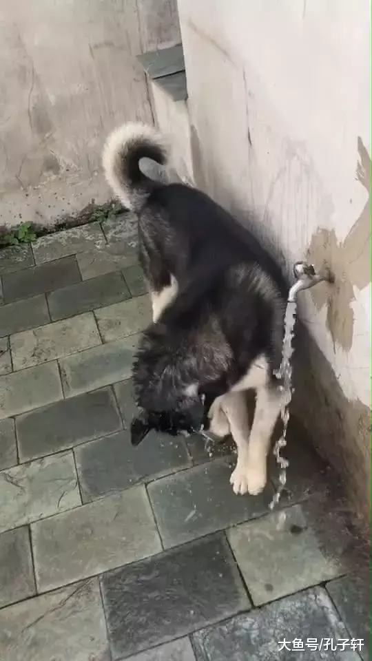 二哈发现一个水龙头，喝了两口后若有所思，下一幕让主人看呆