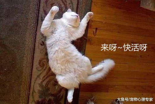 睡個覺而已，貓咪也能整出這么多高難度動作，是液體的沒錯了