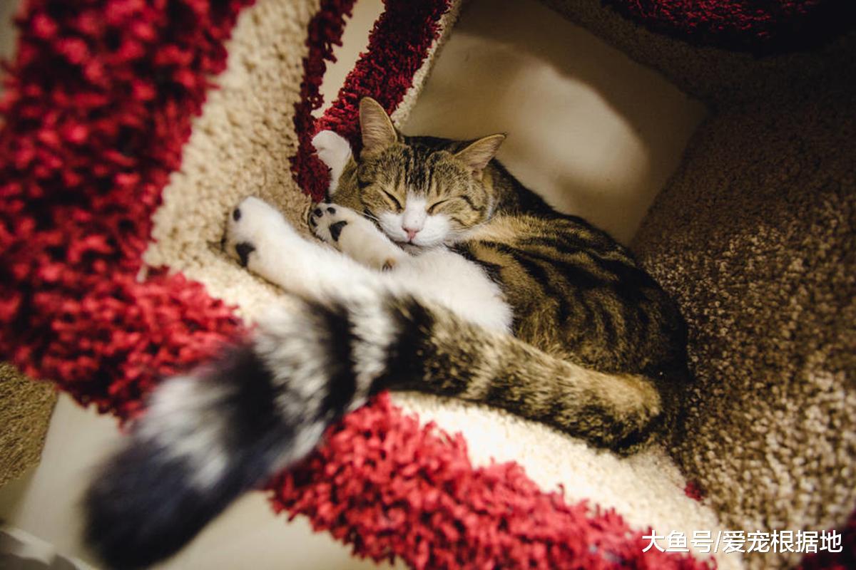 猫咪的五种睡姿，代表对主人不同的信任程度，你家猫咪是哪种呢？