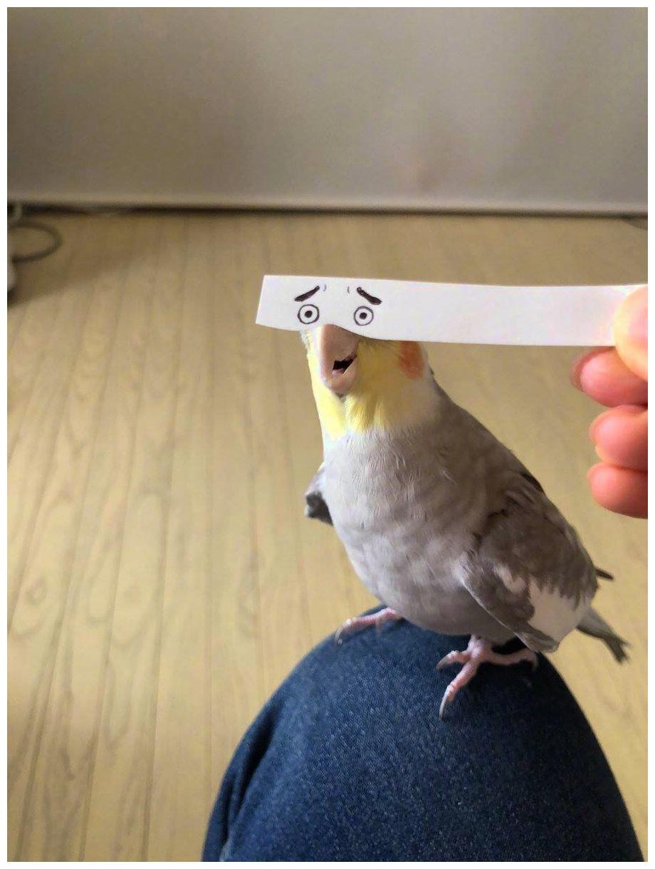 主人給鸚鵡畫制一雙雙眼睛，意外打開新世界大門：太萌了！