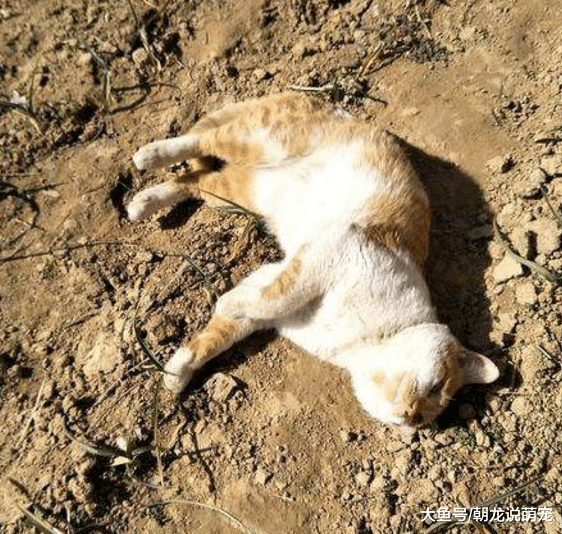 猫咪走丢3天后，铲屎官非常伤心，当找回爱猫时才明白原因！