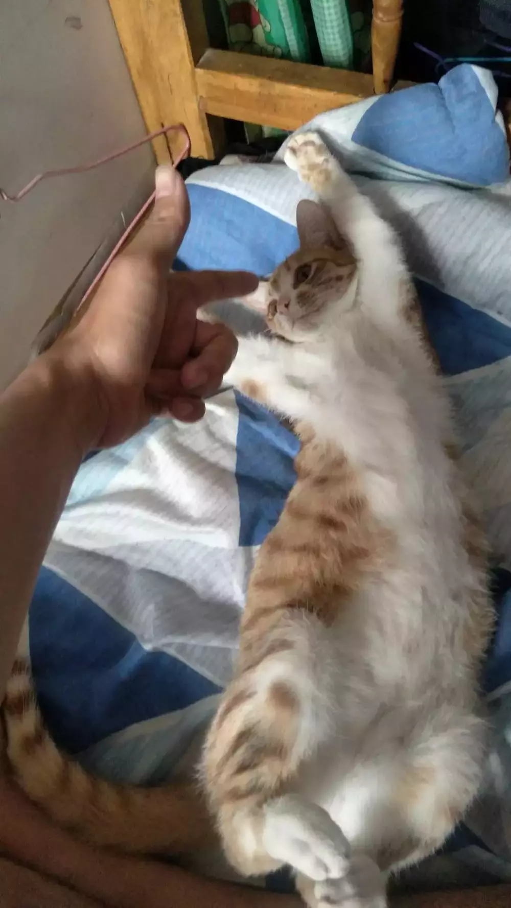 主人對著橘貓做出打槍的手勢，戲精橘貓馬上舉手投降...